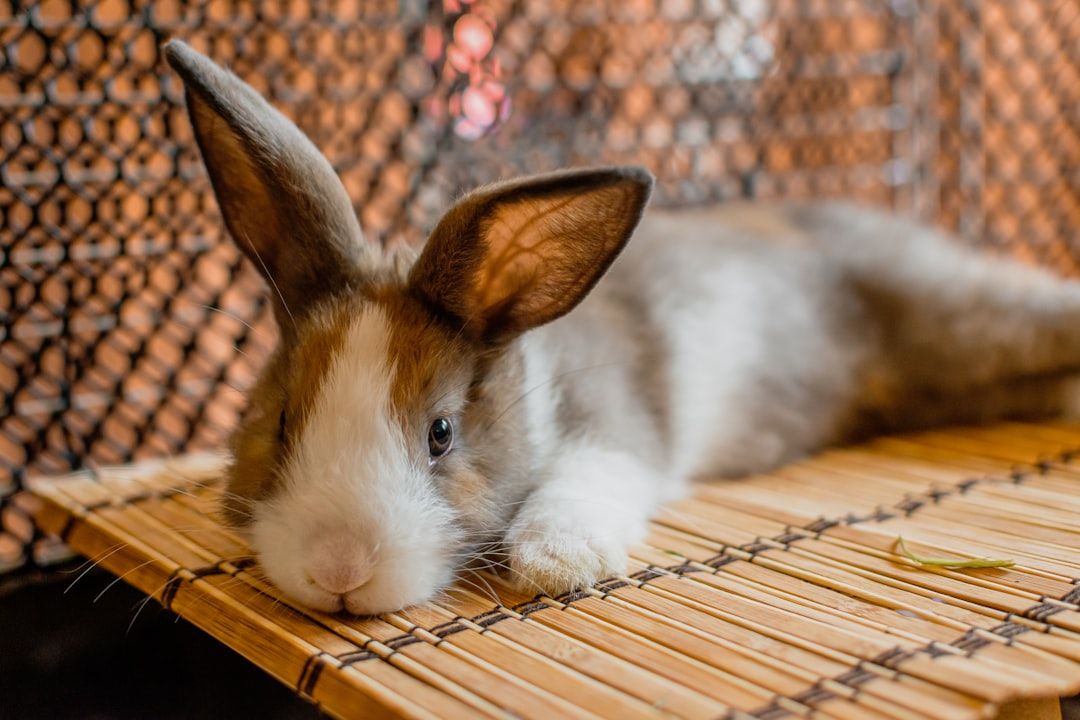 A brown and white rabbit relaxes on a bamboo mat inside its enclosure.